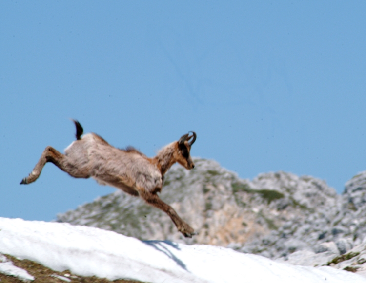 Camoscio d''Abruzzo Rupicapra pyrenaica ornata